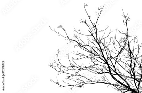 Branches of tree in silhouette, uprisen angle. The high contrast style on white background, vector file