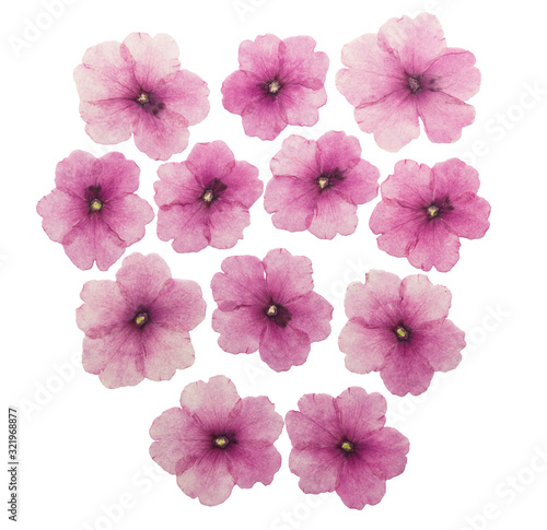 Pressed and dried flowers verbena, isolated on white background. For use in scrapbooking, floristry or herbarium. © svrid79