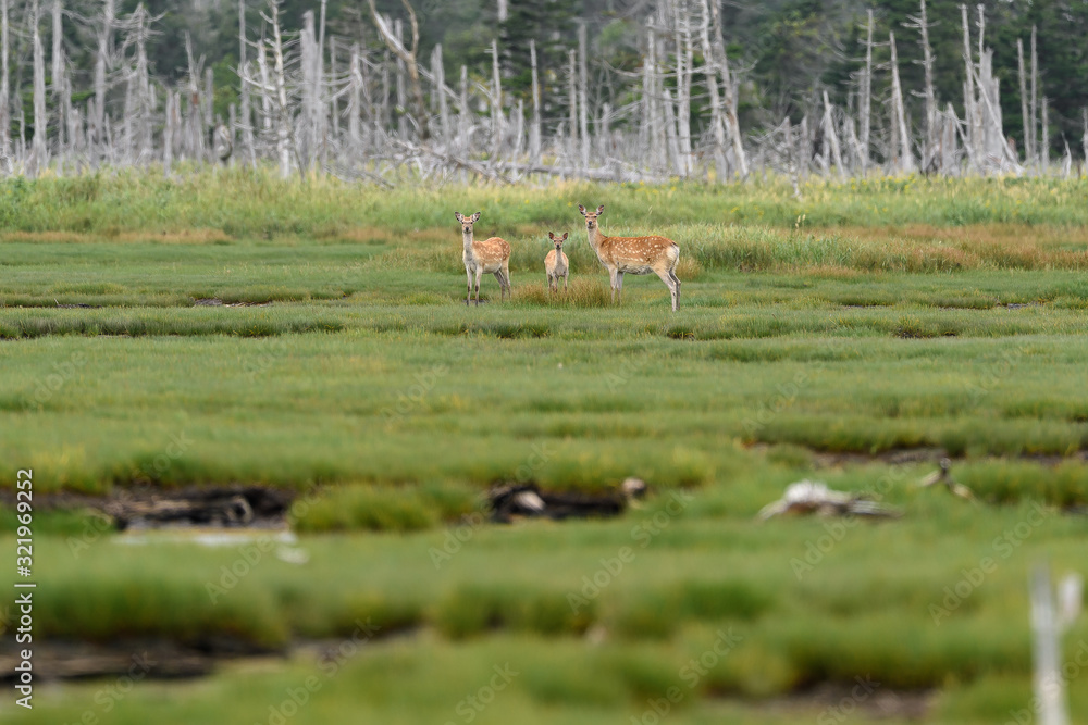 group of yezo sika deer with hokkaido forest in background group of yezo sika deer with hokkaido forest in background
