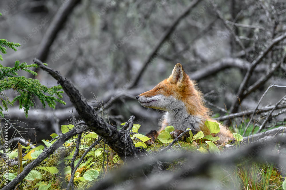 japanese red fox standing on a mossy tree stump japanese red fox standing on a mossy tree stump