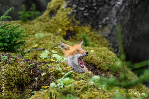 sleepy japanese red fox resting on a mossy tree stump