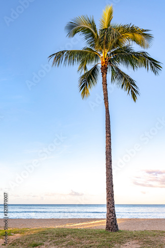 One beautiful palm tree on the beach at sunrise, at Waikiki Beach in Honolulu, HI. Portrait orientation.