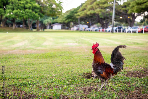 A rooster in a park in Honolulu, Hawaii. © Page Light Studios