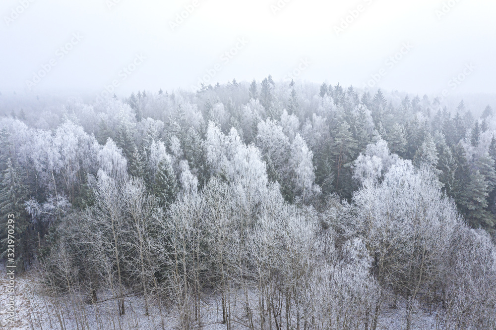 trees in mixed forest covered with hoarfrost. foggy winter landscape. aerial view from the drone trees in mixed forest covered with hoarfrost. foggy winter landscape. aerial view from the drone