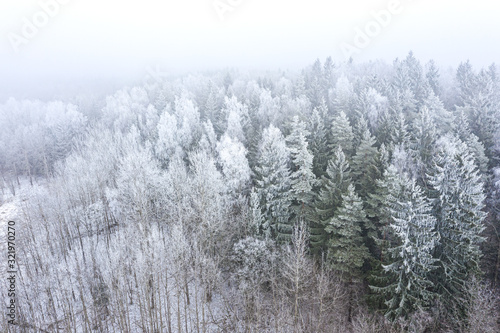 forest trees covered by hoarfrost in cold foggy winter day. aerial view