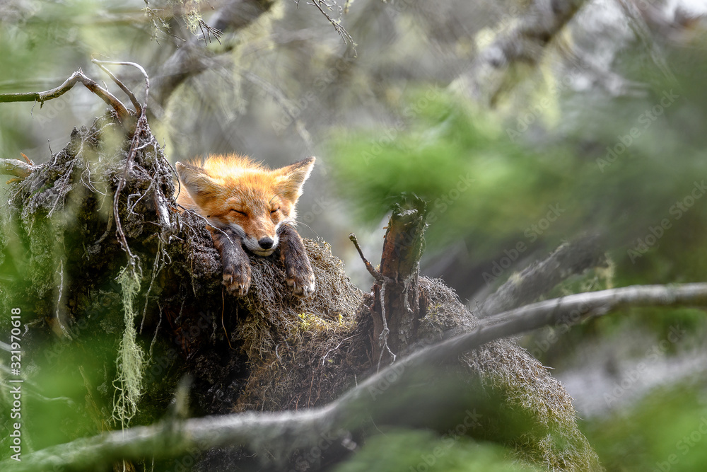 Obraz premium sleepy japanese red fox resting on a mossy tree stump