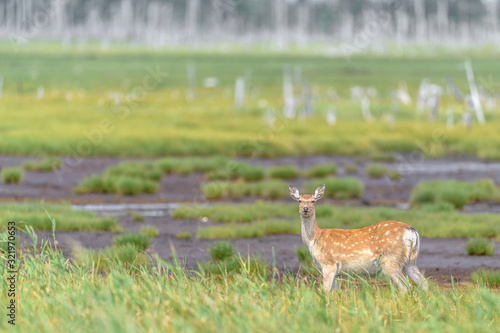 yezo sika deer doe standing in hokkaido background