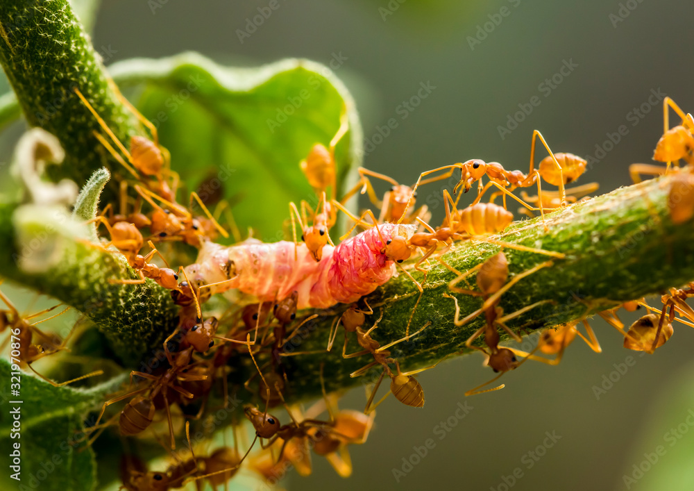 Ants biting and pulling worm on tree branch, outdoor Chiangmai Thailand Ants biting and pulling worm on tree branch, outdoor Chiangmai Thailand