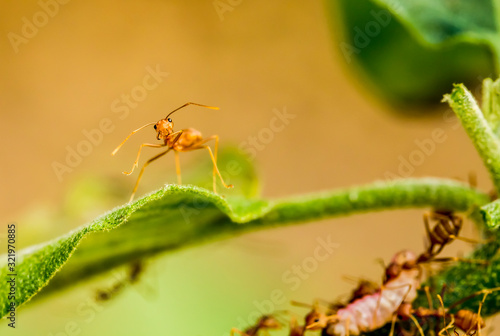 Ants climbing on tree , outdoor  Chiangmai Thailand © lightofchairat