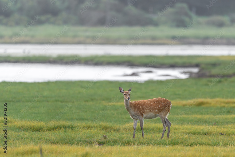 yezo sika deer doe standing in hokkaido background yezo sika deer doe standing in hokkaido background