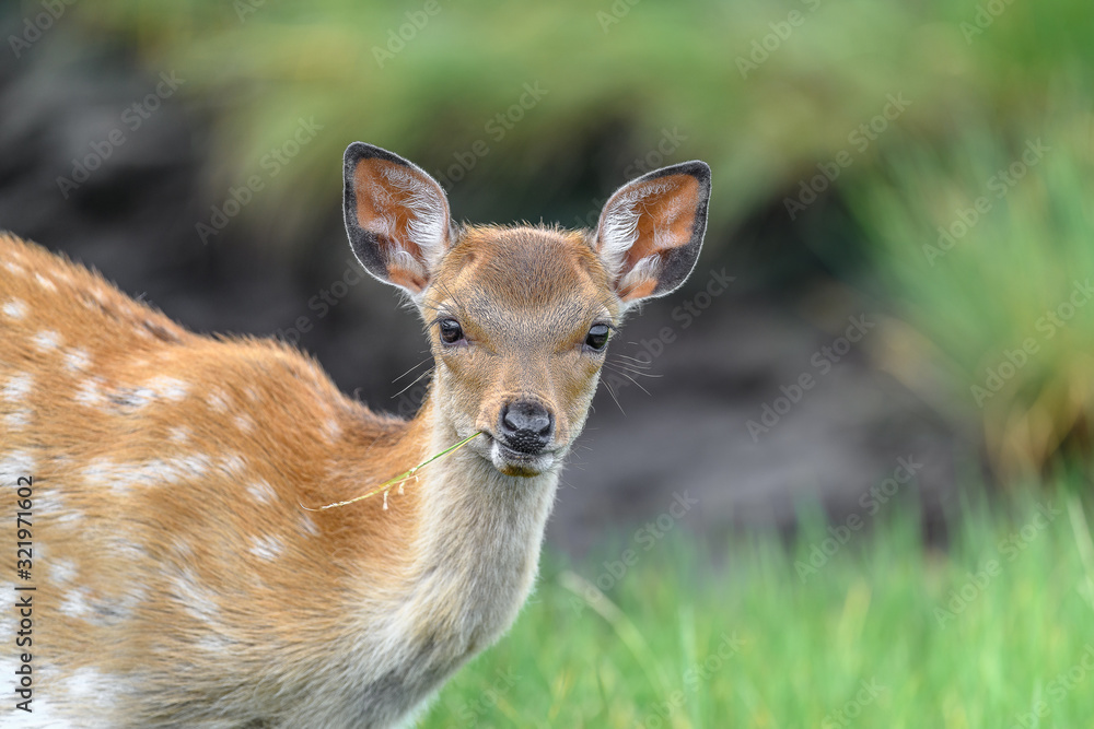 Japanese sika deer fawn close up portrait Japanese sika deer fawn close up portrait