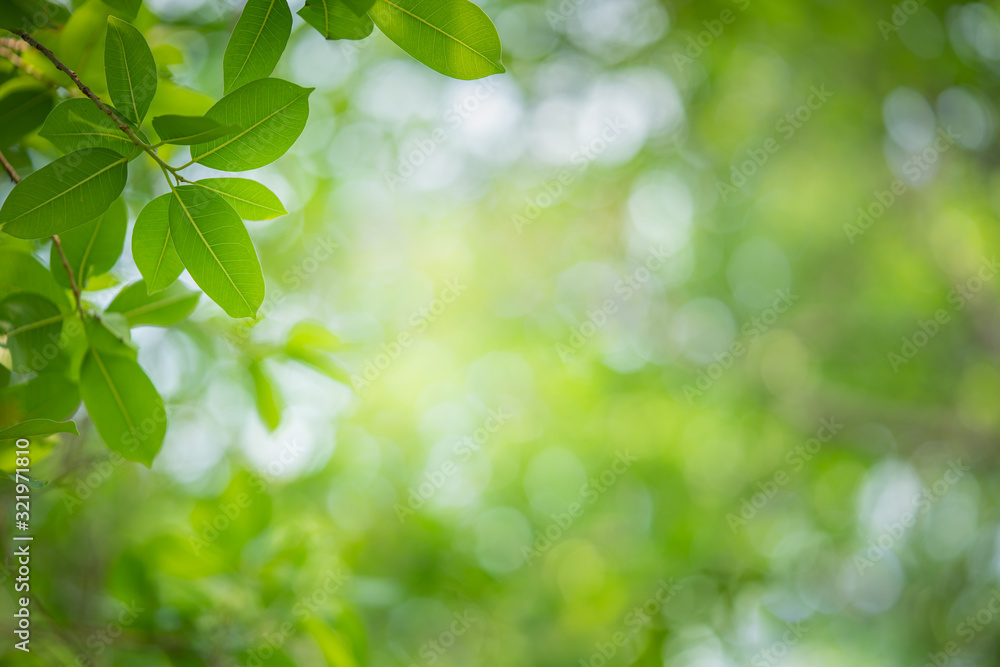 Close up nature view of green leaf on greenery blurred background under  sunlight in garden with copy space for text. Natural green plant landscape  for ecology and fresh wallpaper concept. Stock Photo |