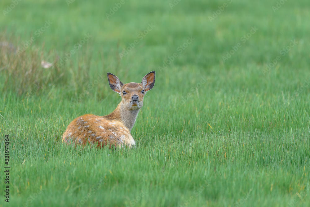 yezo sika deer fawn resting on the grass yezo sika deer fawn resting on the grass