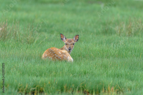 yezo sika deer fawn resting on the grass