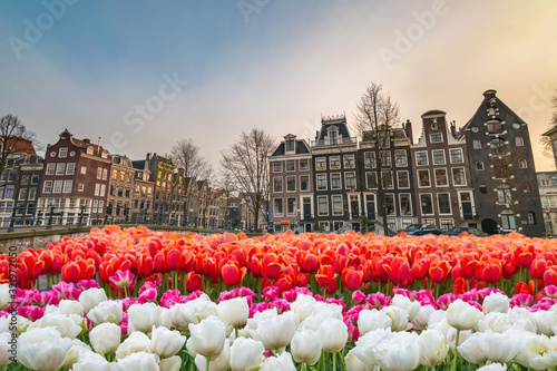 Photography Amsterdam Netherlands, city skyline at canal waterfront and bridge with spring t