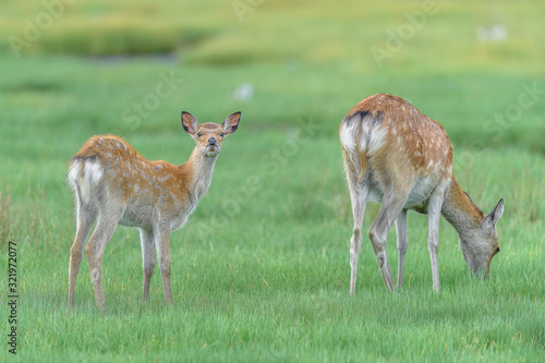 mother sika deer doe and fawn