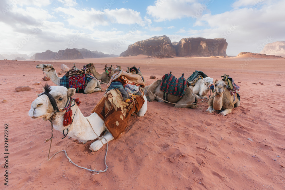 Fototapeta premium Group of camels chilling on sand at Wadi Rum desert in Jordan