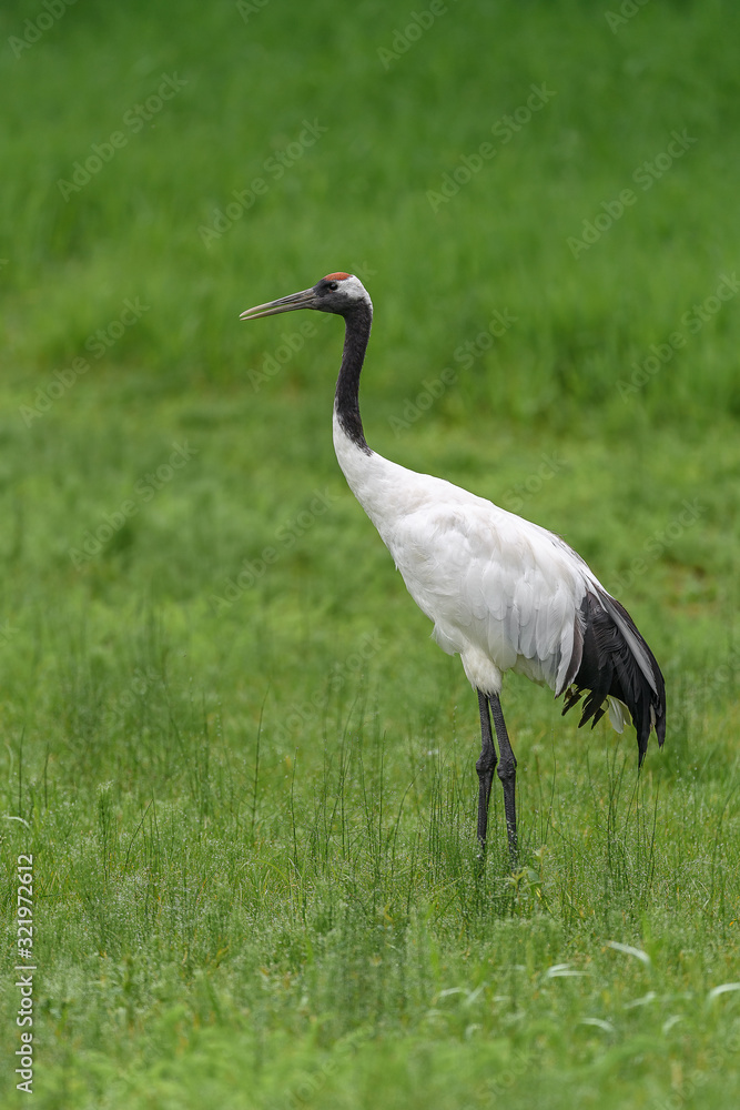 Japanese Red-crowned crane on the grass in summer portrait Japanese Red-crowned crane on the grass in summer portrait