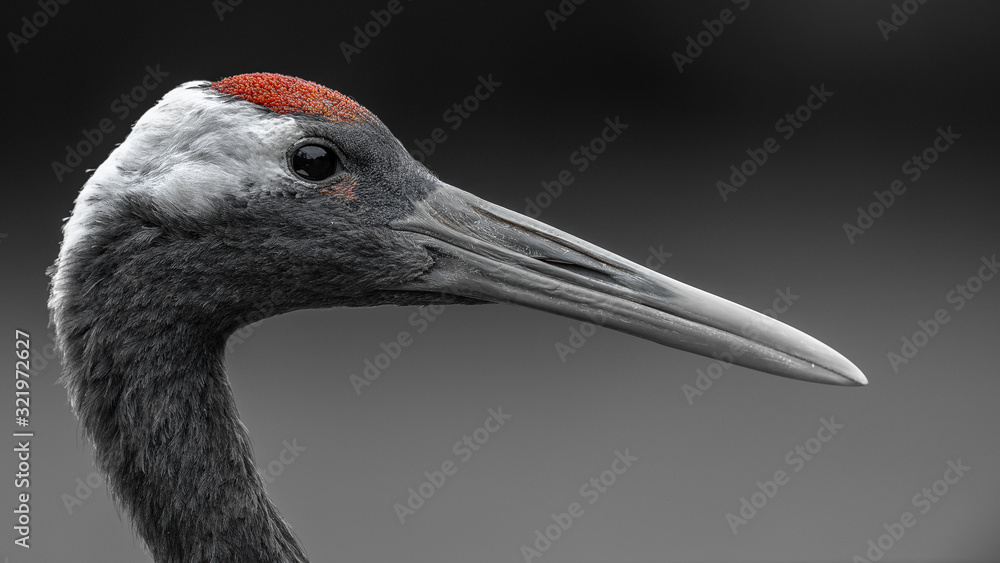Red-crowned crane close up portrait
