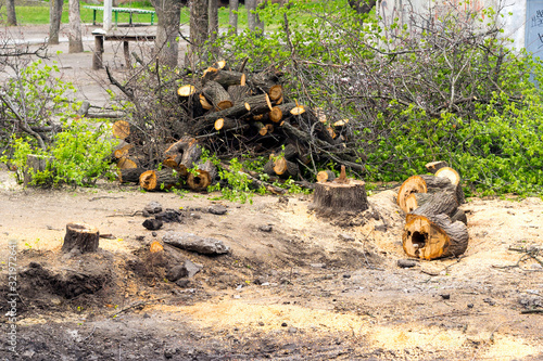 Remove trees, cut in the city, illegal logging