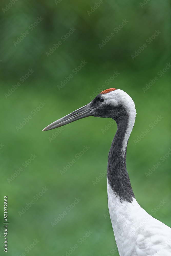 Red-crowned crane close up portrait Red-crowned crane close up portrait