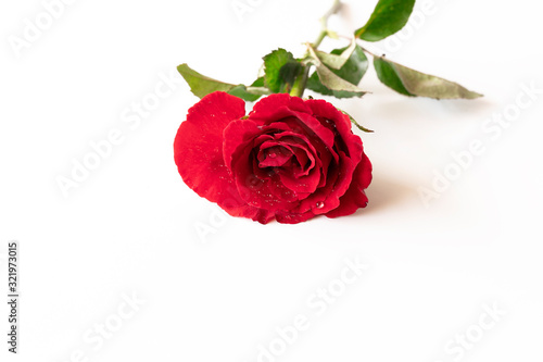 Beautiful red rose isolated on white background.