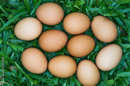 Egg on green grass.