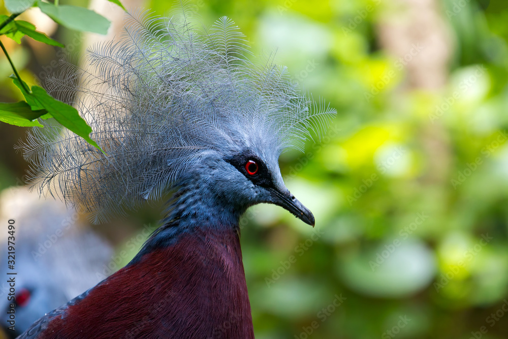 Fototapeta premium Crowned Pigeon Closeup