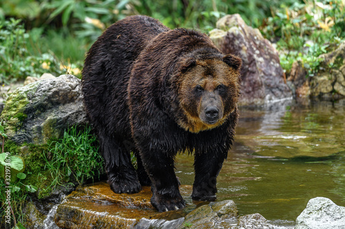 фотографія yezo brown bear portrait