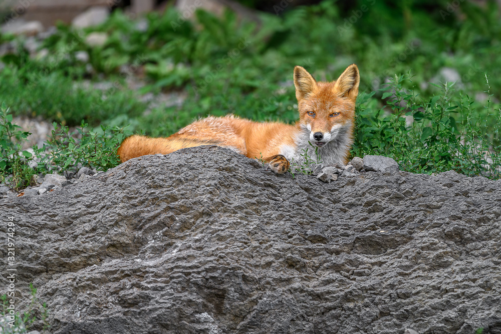 Japanese red fox resting on a rock Japanese red fox resting on a rock