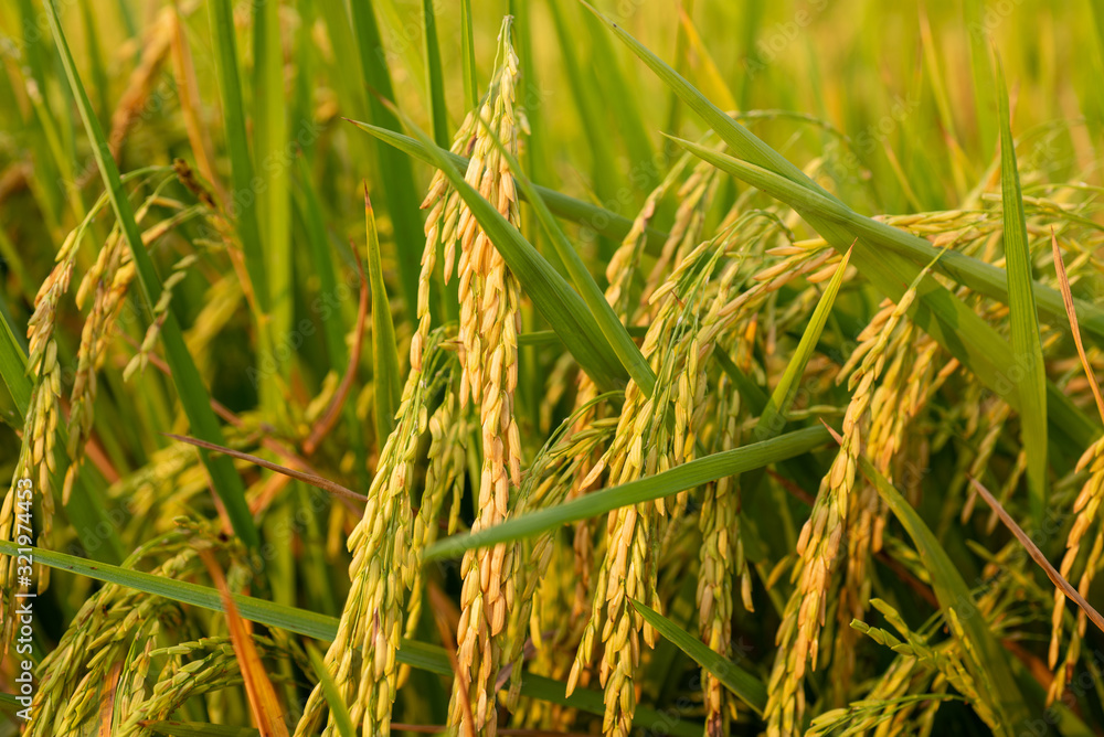 close up of yellow green rice field close up of yellow green rice field