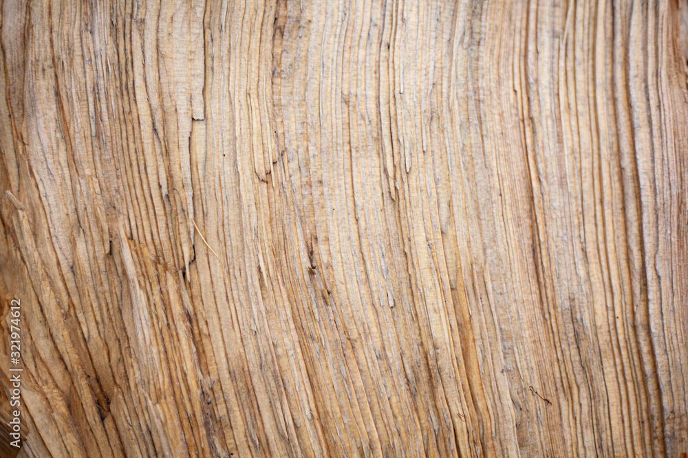 Wood texture. Natural background. The surface of the tree. Wood texture. Natural background. The surface of the tree.