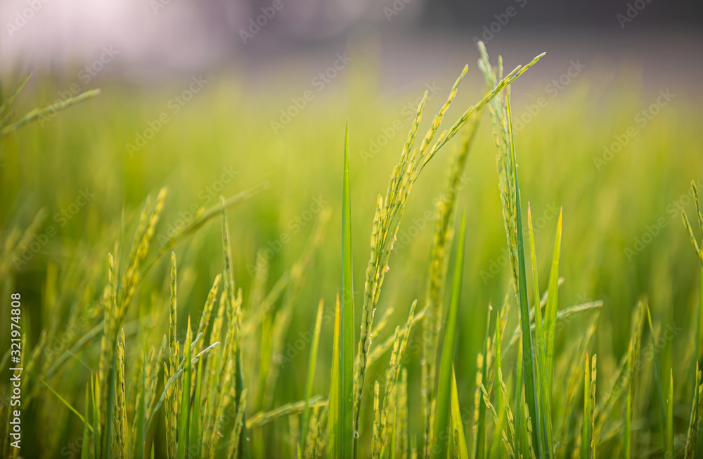 close up of yellow green rice field close up of yellow green rice field