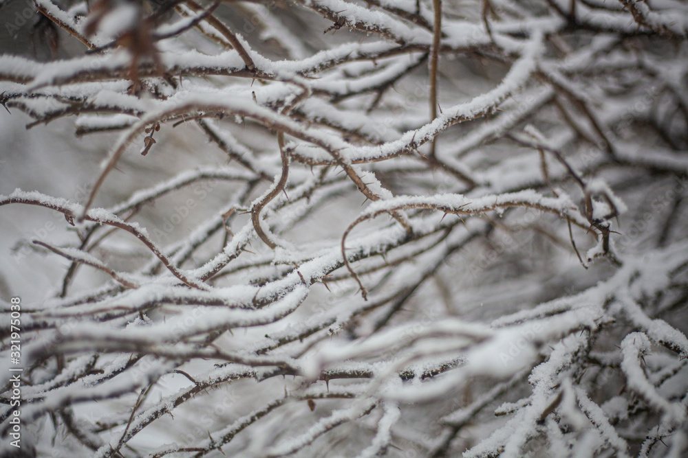 Plant in the winter. A branch covered with snow. Cool background with vibrant colors. Natural beauty. Natural colors in the winter. Plant in the winter. A branch covered with snow. Cool background with vibrant colors. Natural beauty. Natural colors in the winter.