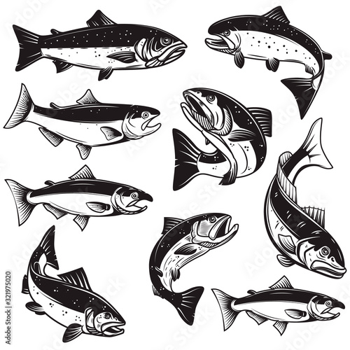 Set of Illustrations of salmon fish in engraving style. Design element for logo, label, sign, emblem, poster. Vector illustration