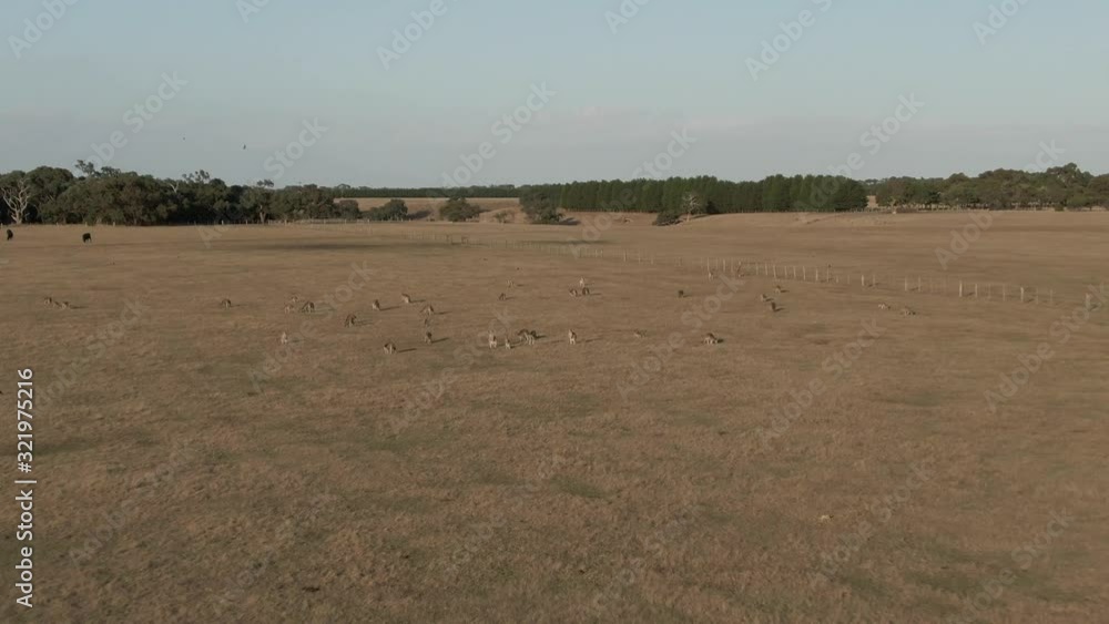 4k aerial - Descent on mob of Kangaroos running in field - 4k aerial - Descent on mob of Kangaroos running in field -