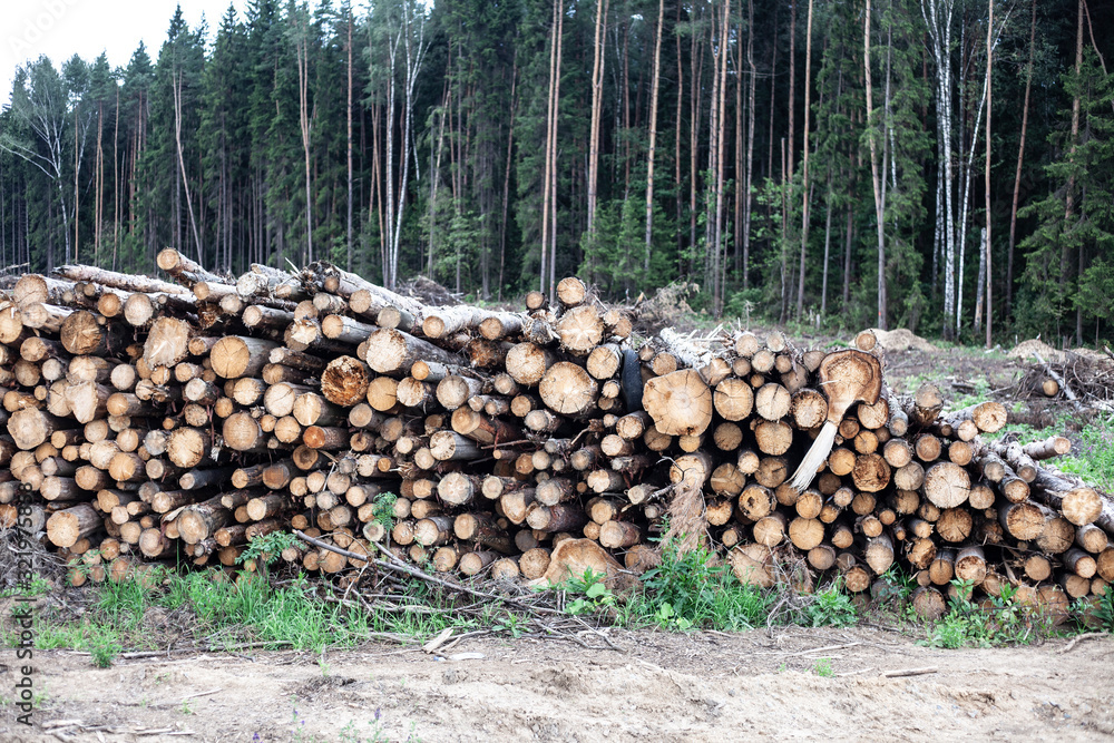 Deforestation in Russia. Destruction of coniferous and birch forests by illegal loggers. Logs are stacked. Logging for the forest industry. Preparation of wood materials.
