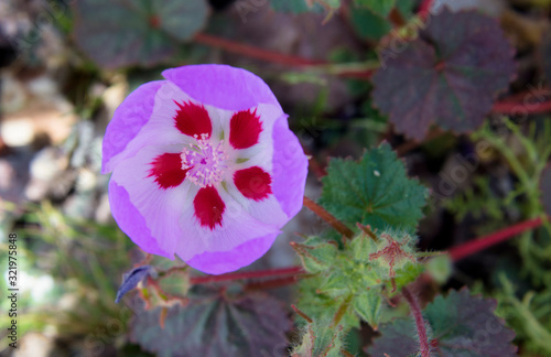 Desert five spot flower in Death Valley photo