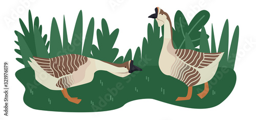 Farming today Vector illustration of two African geese grazing in a green meadow Cartoon flat style Organic farm Summer decorative banner Countryside and farmland, agricultural industrial