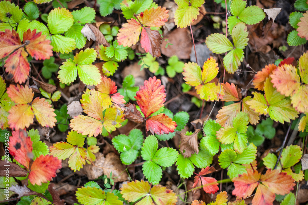 Strawberries changed color. Strawberry leaves turned yellow in the fall. Background healthy nutrition of forest plants. Strawberries changed color. Strawberry leaves turned yellow in the fall. Background healthy nutrition of forest plants.