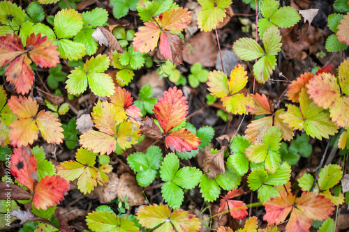 Strawberries changed color. Strawberry leaves turned yellow in the fall. Background healthy nutrition of forest plants.