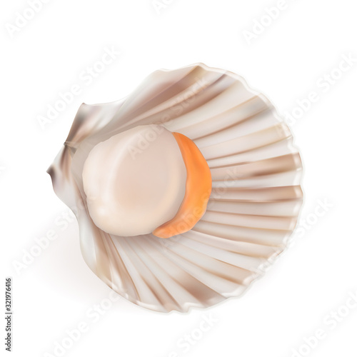 Scallop With Fresh Meat In Shell Seafood Vector. Ocean Freshness Delicacy Food Mollusk Scallop. Asian Delicious Shellfish For Aperitif. Restaurant Meal Concept Layout Realistic 3d Illustration