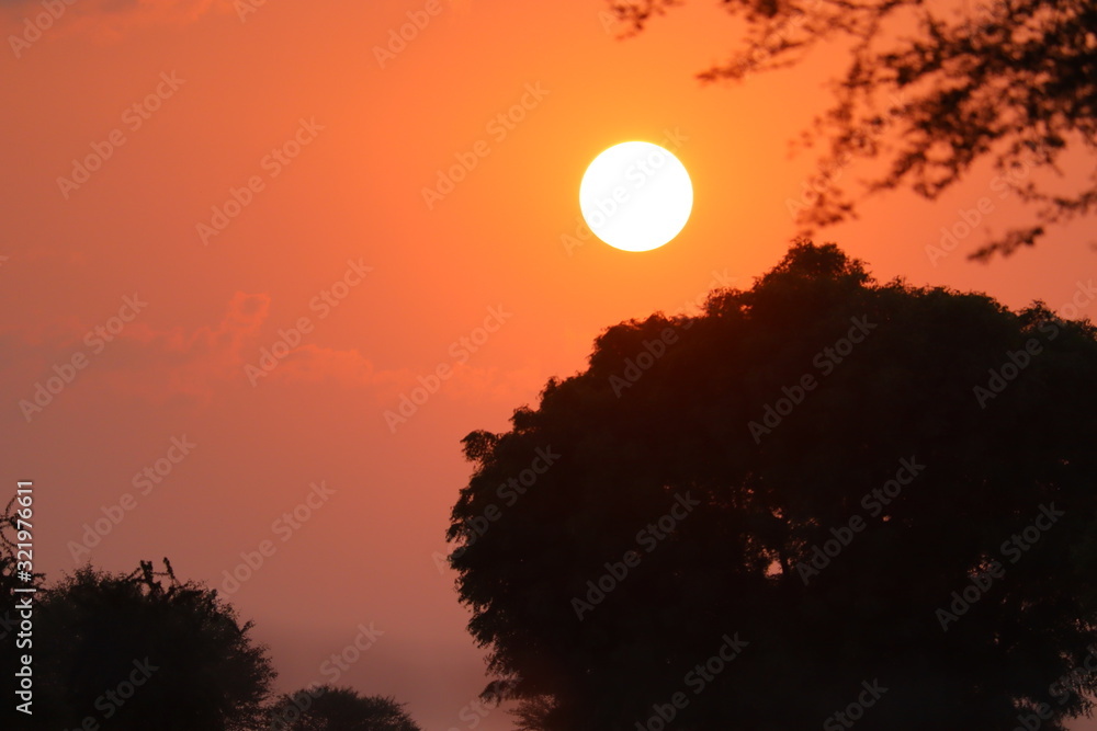 brilliant sun set under silhouette forest tree in the yellow sky, sunset images