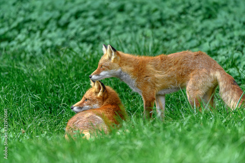 Japanese red fox couple standing together