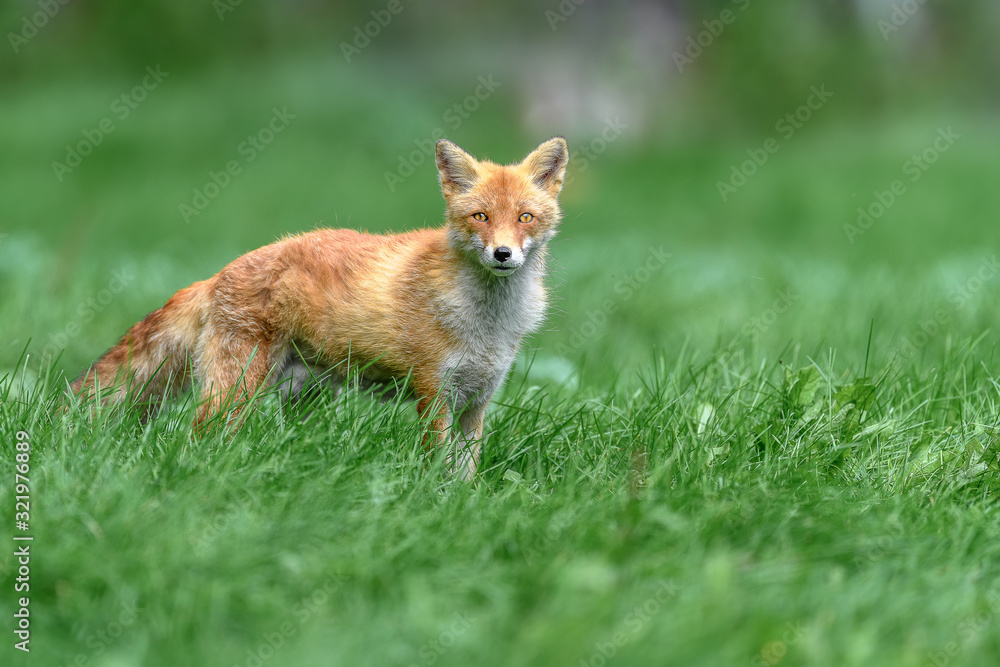 japanese red fox standing on the grass