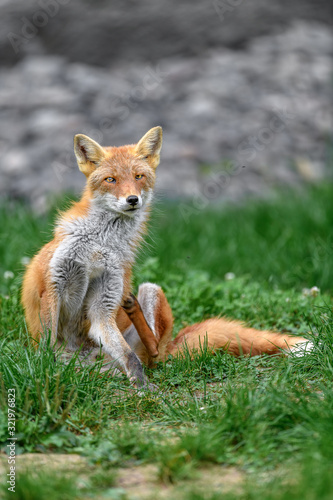 portrait of japanese red fox standing on the grass