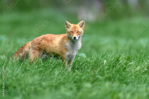 japanese red fox standing on the grass © Godimus Michel