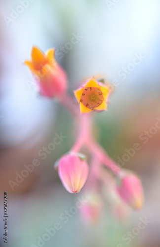 Flower of succulent close up © Beach boy 2024
