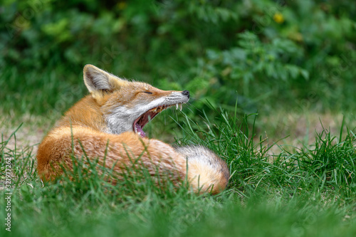 yawning sleepy japanese red fox © Godimus Michel