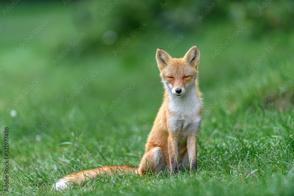 portrait of japanese red fox standing on the grass portrait of japanese red fox standing on the grass